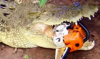 世界上最恐怖的鳄鱼