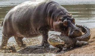 世界上最恐怖的鳄鱼