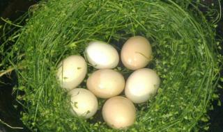 三月三吃荠菜煮鸡蛋