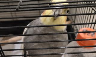 玄凤鹦鹉多少钱一只 玄凤鹦鹉多少钱一只