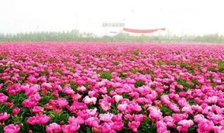 洛阳牡丹园哪个最好