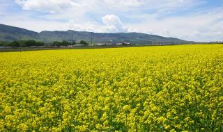 女子拍照被卷入海中
