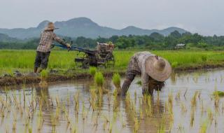 夏至下雨有什么说法